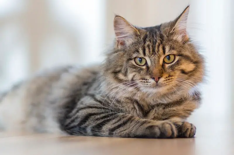 Jak leczyć ekspozycję na pleśń u kotów: 4 pomocne środki zaradcze