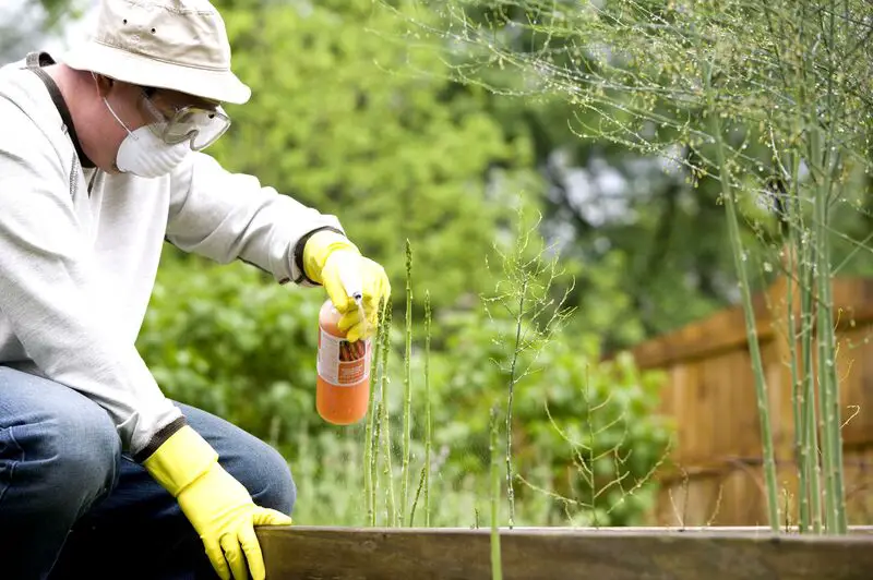 Jak pestycydy drobnoustrojowe mogą kontrolować szkodniki: 4 niesamowite sposoby