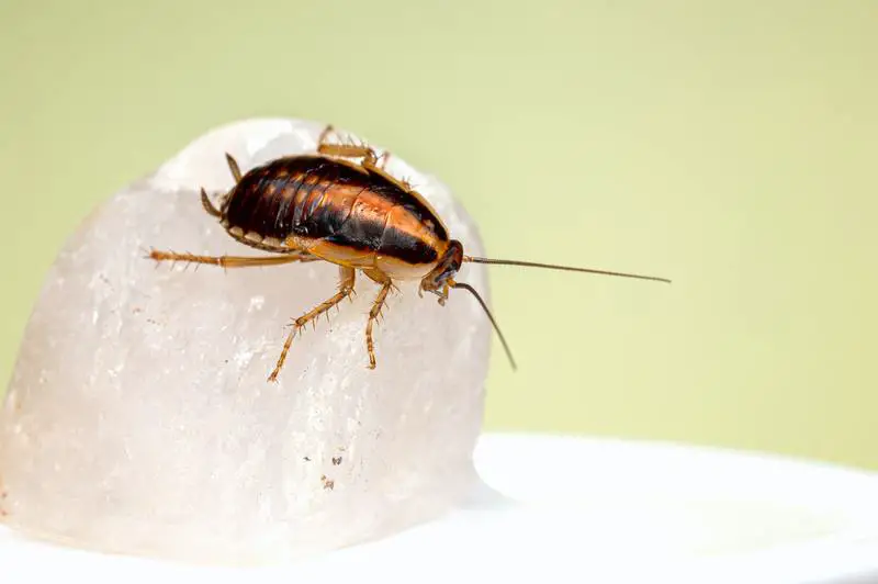 Jak sobie radzić ze szkodnikami 101: Ile kosztuje zwalczanie szkodników dla karaluchów?