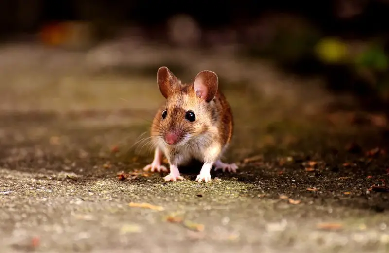 Jak trzymać myszy z dala od suszarki? 3 najlepsze sposoby!