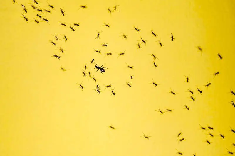 Jak zwalczanie szkodników pozbyć się mrówek: 4 łatwe do wykonania kroki?