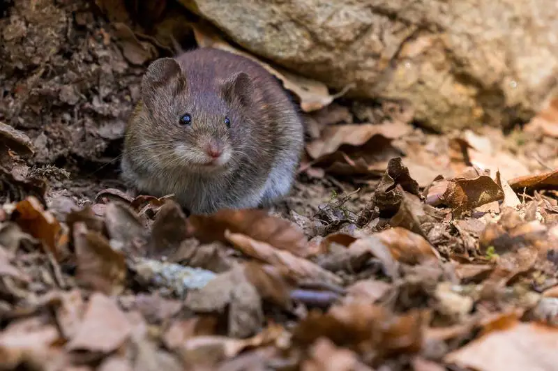 Jak zwalczanie szkodników pozbyć się myszy? 3 imponujące sposoby