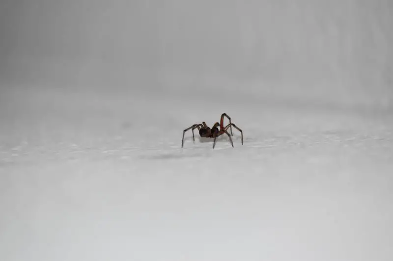 Jaka jest najlepsza kontrola szkodników dla pająków? 4 niesamowite metody