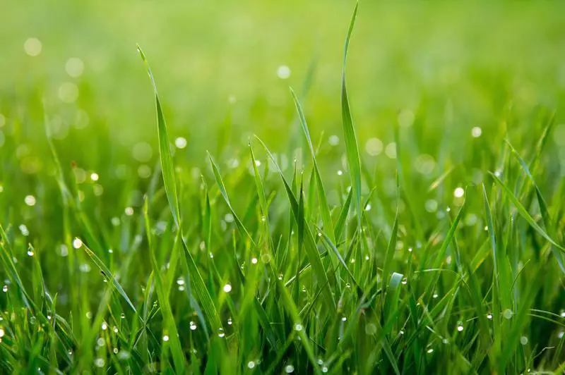 Pielęgnacja trawników 101: Jak łatwo leczyć mączniaka prawdziwego na trawie?