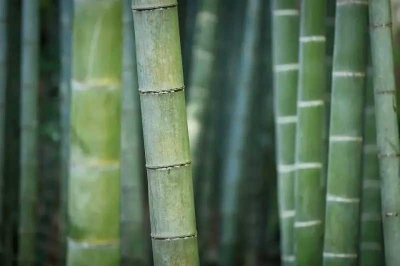 Co to jest materac bambusowy? Twój najlepszy ogólny przewodnik