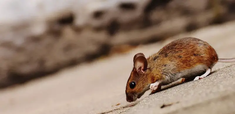 Myszy w piecu Jak się pozbyć? 5 niesamowitych wskazówek!