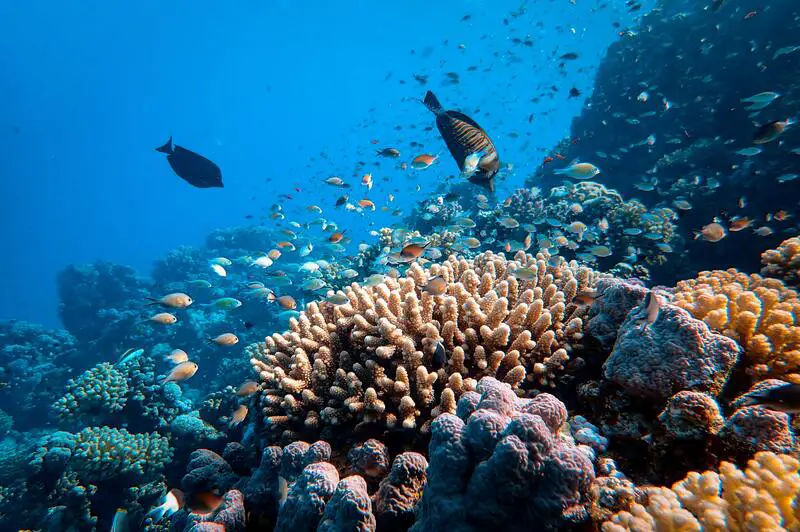 Nature Care 101: Czy rafy koralowe ulegają uszkodzeniu przez wodę?